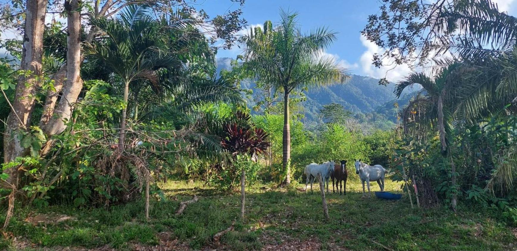 Las Brisas Del Sur Ojochal Buitenkant foto